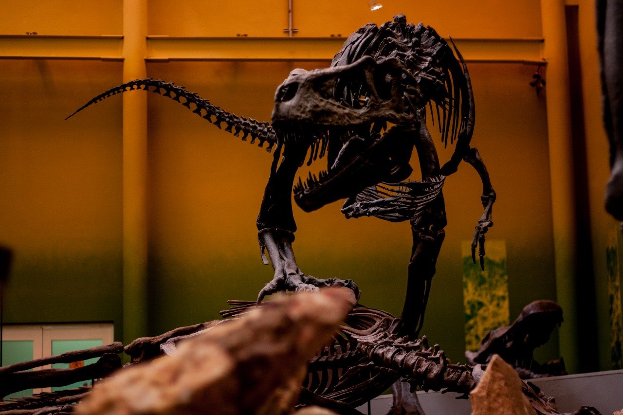 Museo de Paleontologia